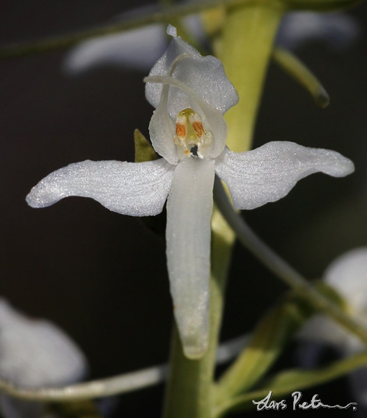 Lesser Butterfly-orchid